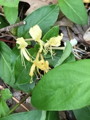 Lonicera