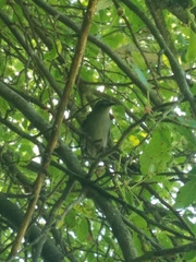 Dumetella carolinensis