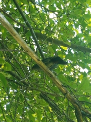 Dumetella carolinensis