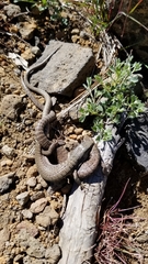 Elgaria coerulea palmeri
