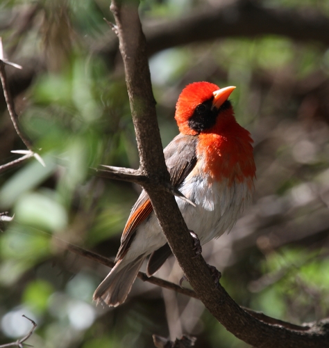 Red-headed Weaver