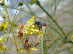 Megachile pollinosa