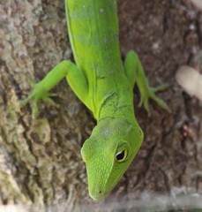 Anolis garmani