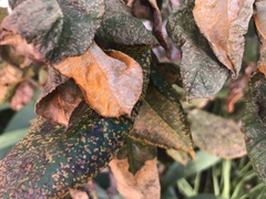 Phragmidium mucronatum