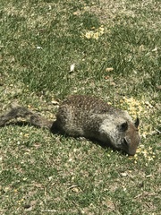 Otospermophilus beecheyi