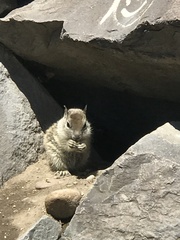 Otospermophilus beecheyi