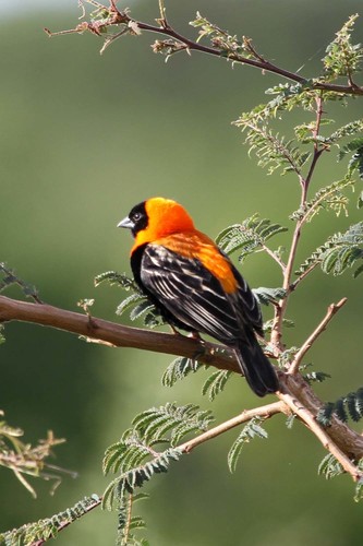 Black Bishop