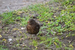 Turdus merula