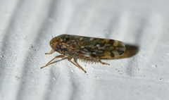Xestocephalus similis