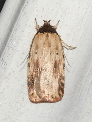 Agonopterix atrodorsella