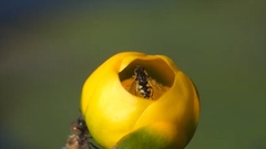 Parhelophilus rex