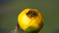 Parhelophilus rex