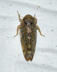 Xestocephalus similis