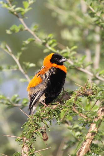 Black Bishop