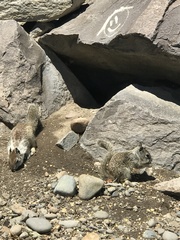 Otospermophilus beecheyi