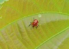 Henicolabus octomaculatus
