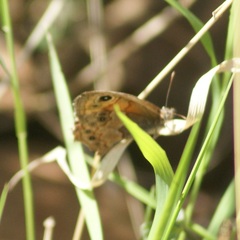 Paramacera xicaque xicaque