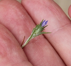 Eriastrum filifolium