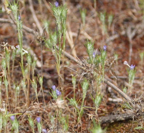 Image of Eriastrum filifolium by (c) Millie Basden, some rights reserved (CC BY)