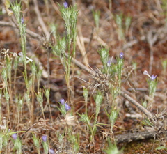 Eriastrum filifolium