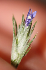 Eriastrum filifolium