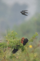 Centropus bengalensis