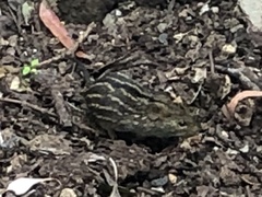 Lemniscomys striatus