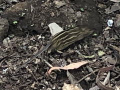 Lemniscomys striatus