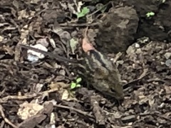 Lemniscomys striatus