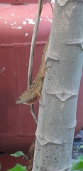Anolis sagrei