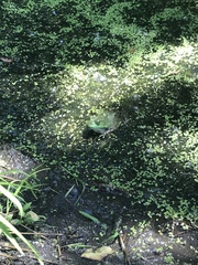 Lithobates catesbeianus