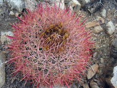 Ferocactus cylindraceus lecontei