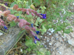 Anchusa hybrida