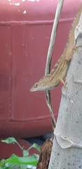 Anolis sagrei
