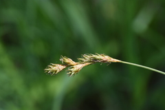 Carex bicknellii