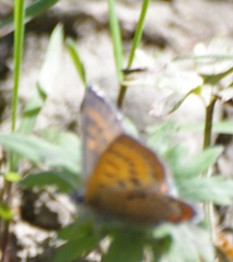 Lycaena helle