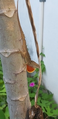 Anolis sagrei
