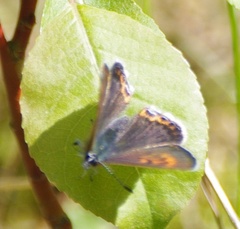 Lycaena helle