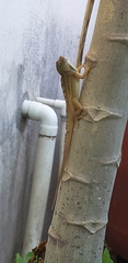 Anolis sagrei