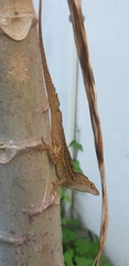 Anolis sagrei