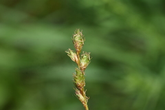 Carex bicknellii