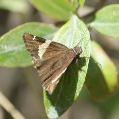 Thorybes pseudocellus