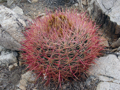 Ferocactus cylindraceus lecontei