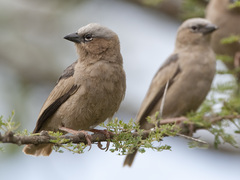 Grey-Capped Social Weaver photo 2