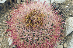 Ferocactus cylindraceus lecontei