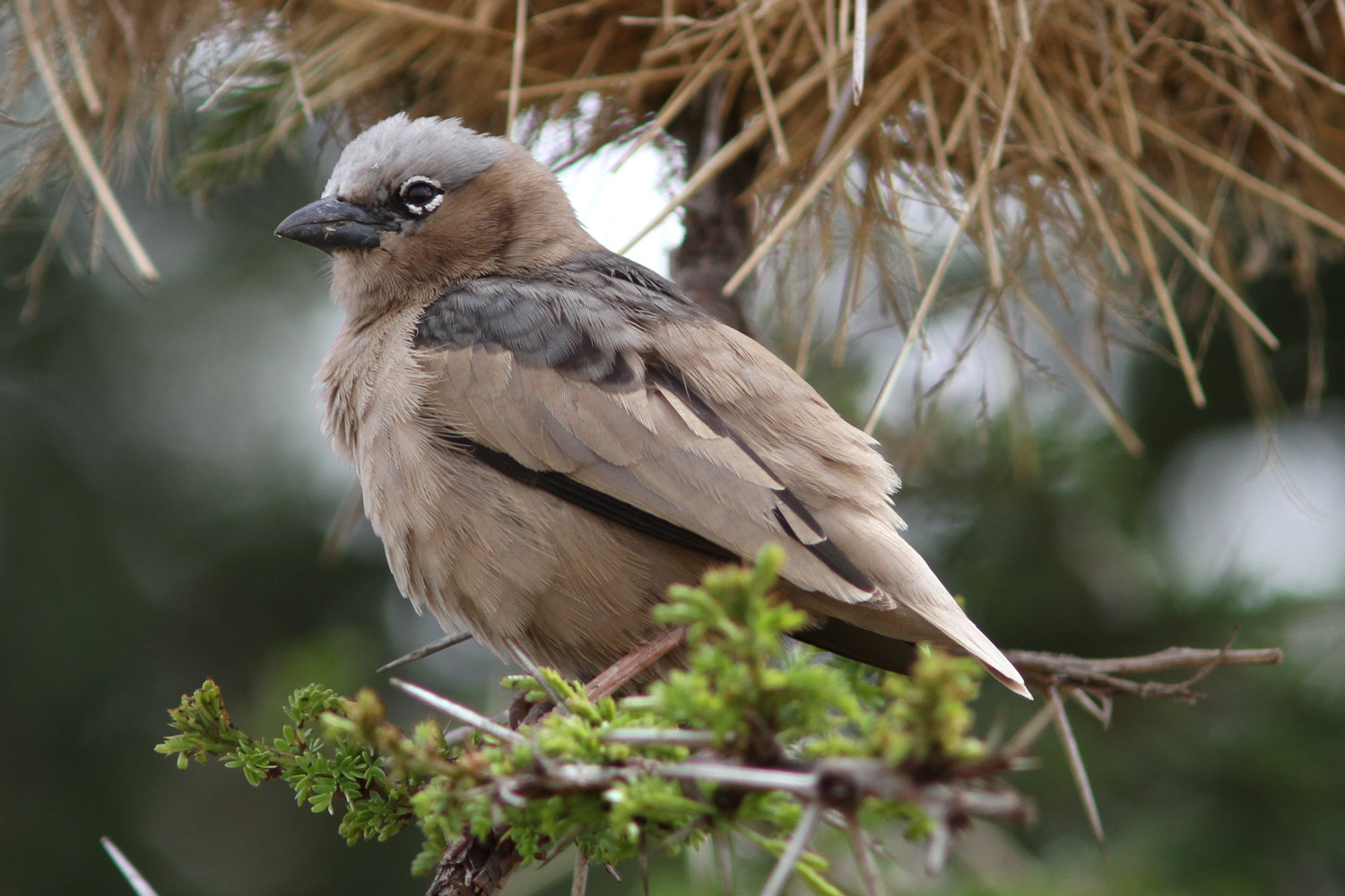 Gray-capped Social-Weaver (Pseudonigrita arnaudi) · iNaturalist