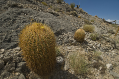 Ferocactus cylindraceus lecontei
