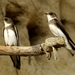 Sand Martins, Plain Martins, and Allies - Photo (c) Jose Sousa, some rights reserved (CC BY-NC-ND)