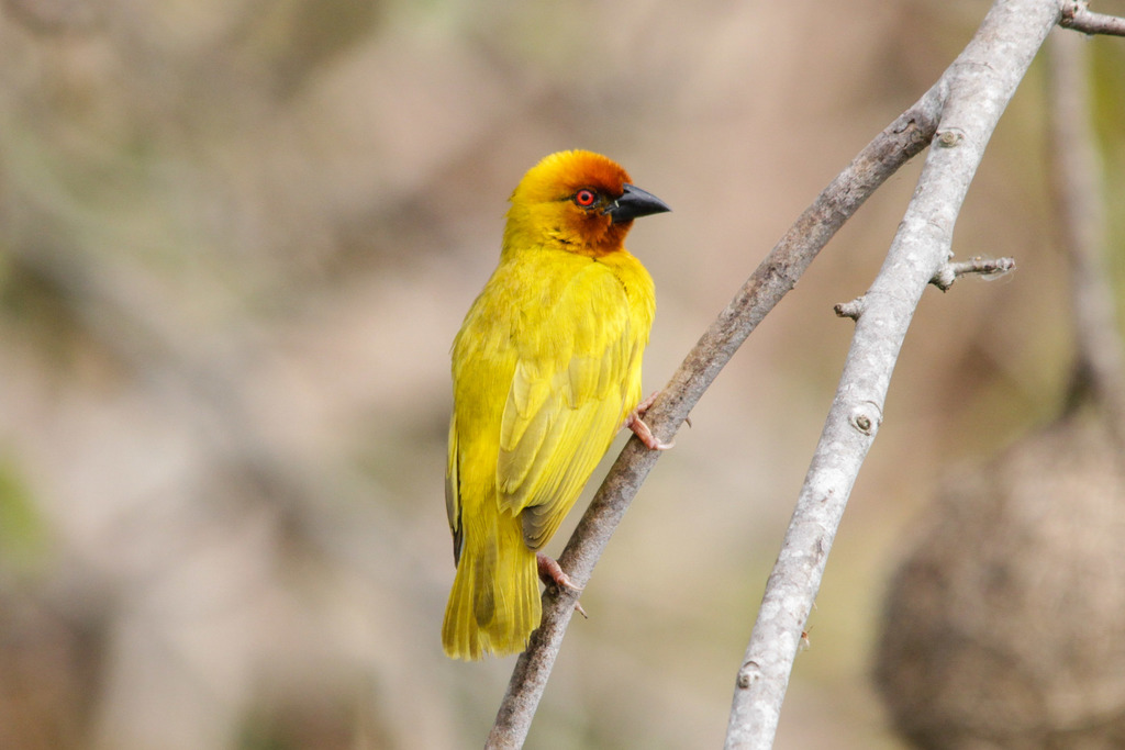 Yellow Weaver