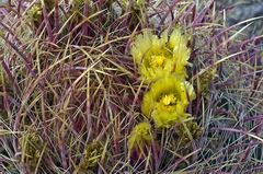 Ferocactus cylindraceus lecontei